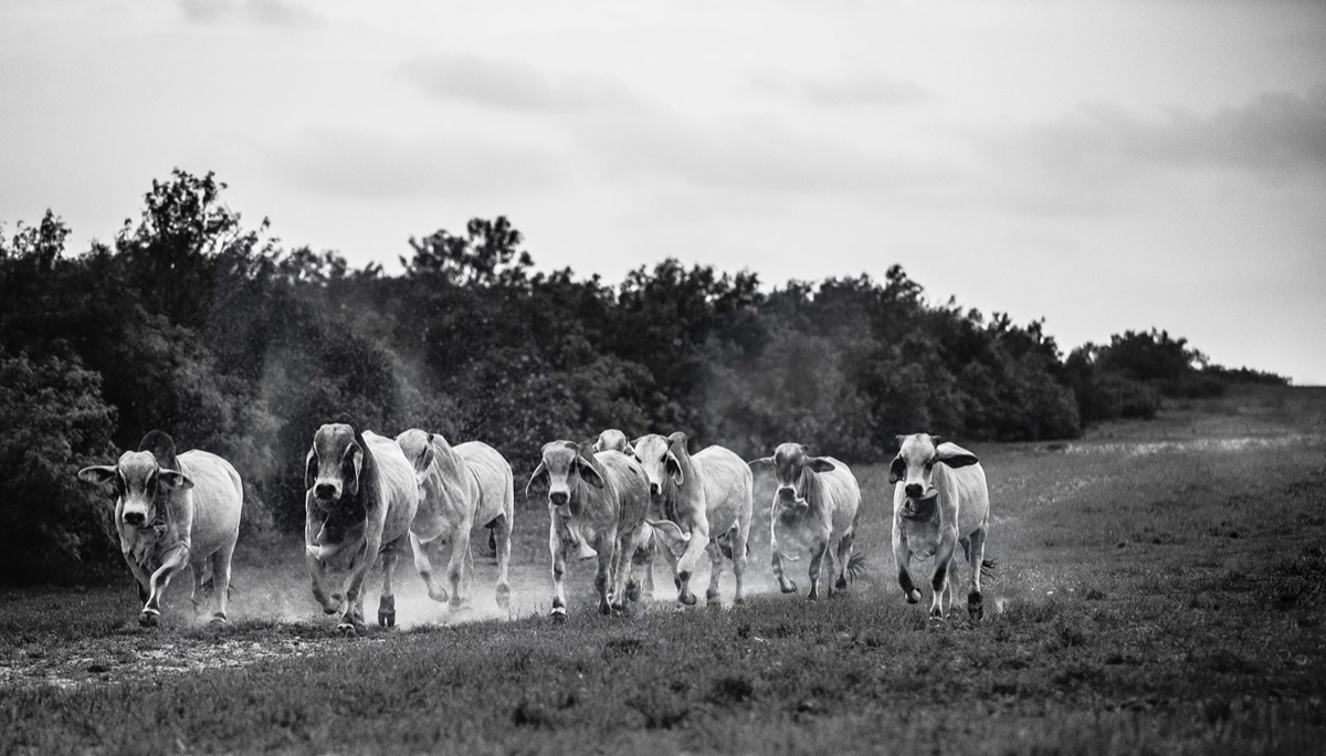 Black and white photograph of a herd of cattle moving through Hill Country pasture